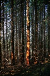Pine trees