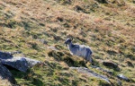 Wild goat