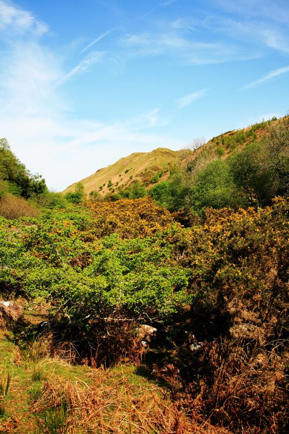 20070428-100018.jpg - Gorse