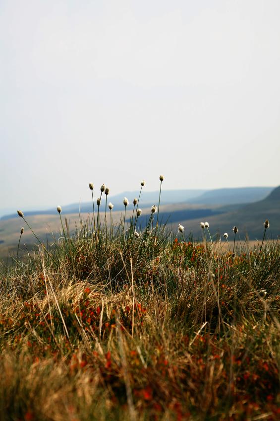 20070428-114728.jpg - Cottongrass and Beacons