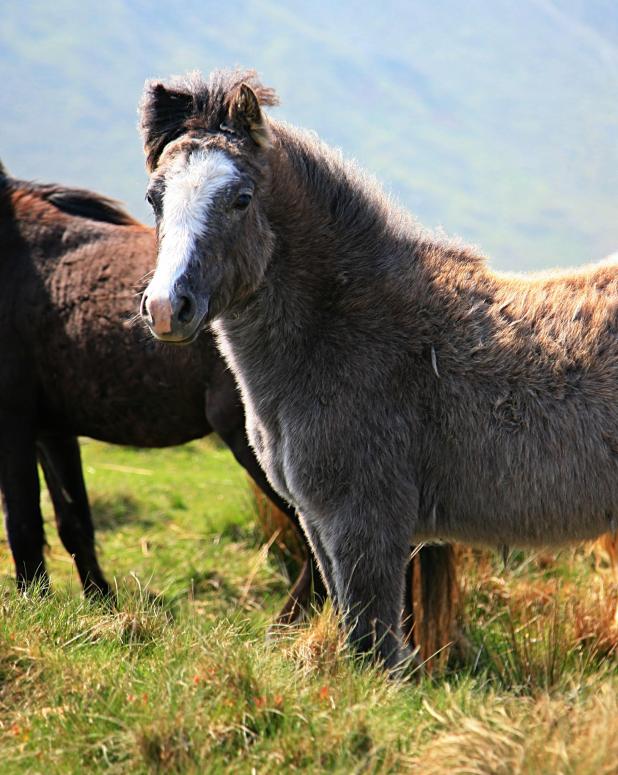 20070429-145032.jpg - This one was a more cooperative poser