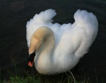 Swan