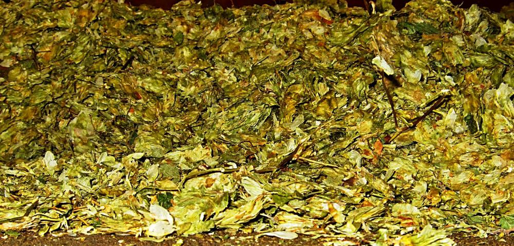 20070528-114644.jpg - Hops