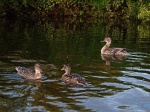 Ducks