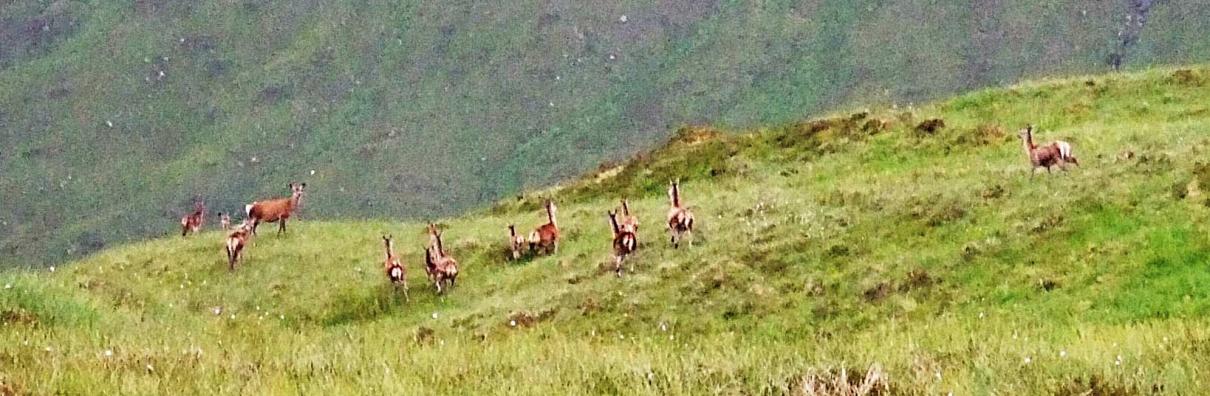 20070707-175438.jpg - A herd of deer