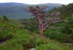 Pine tree