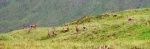 A herd of deer