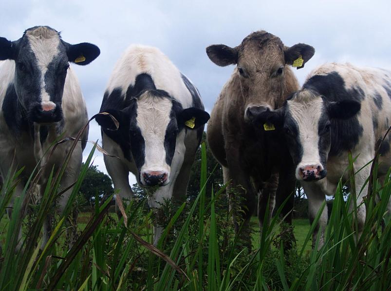 20070827-131208.jpg - Four bullocks