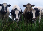 Four bullocks