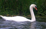Swan