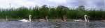 Swan family