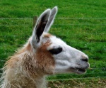 Llama