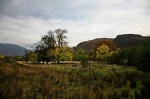 Oak trees at Attadale