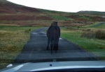 Stubborn pony