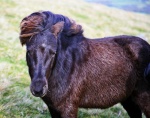 Pony