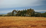 Windswept trees near Calebreck
