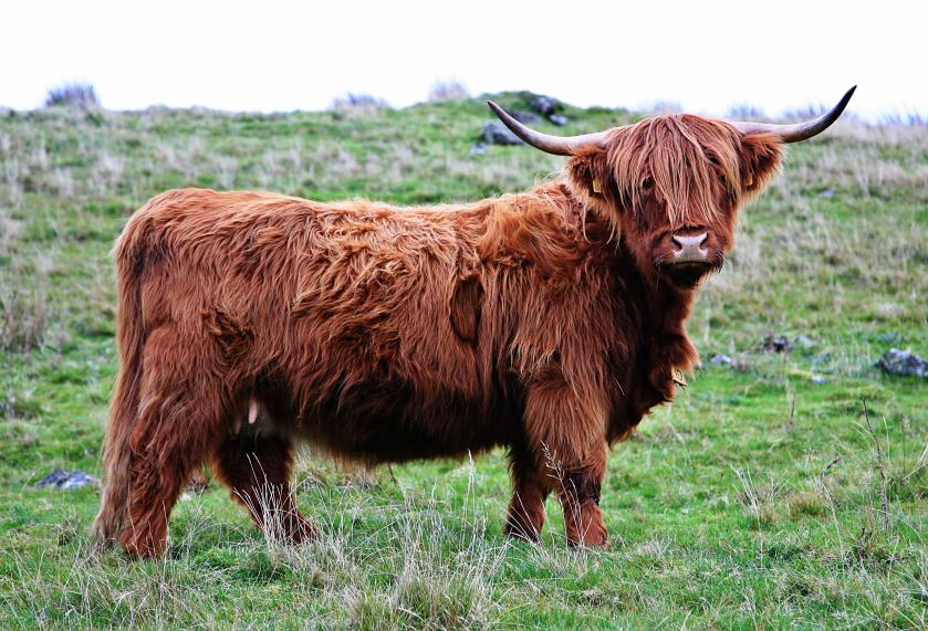 20071104-140918.jpg - Cow