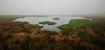 Misty mossy mire