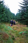 Walking through the woods