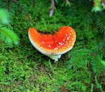 Toadstool