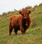 Highland cow