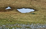 Fish-shaped pool
