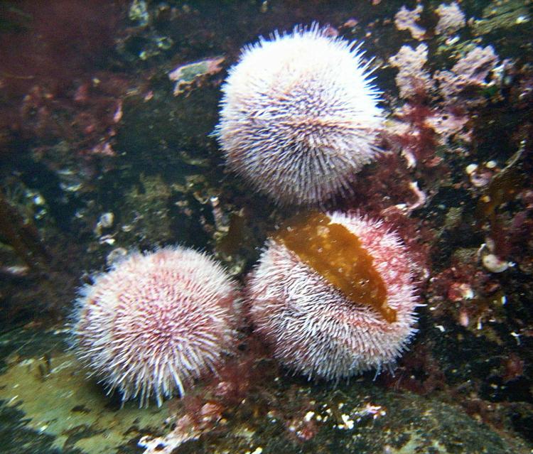 20071125-134322.jpg - Sea urchins