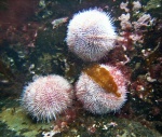 Sea urchins