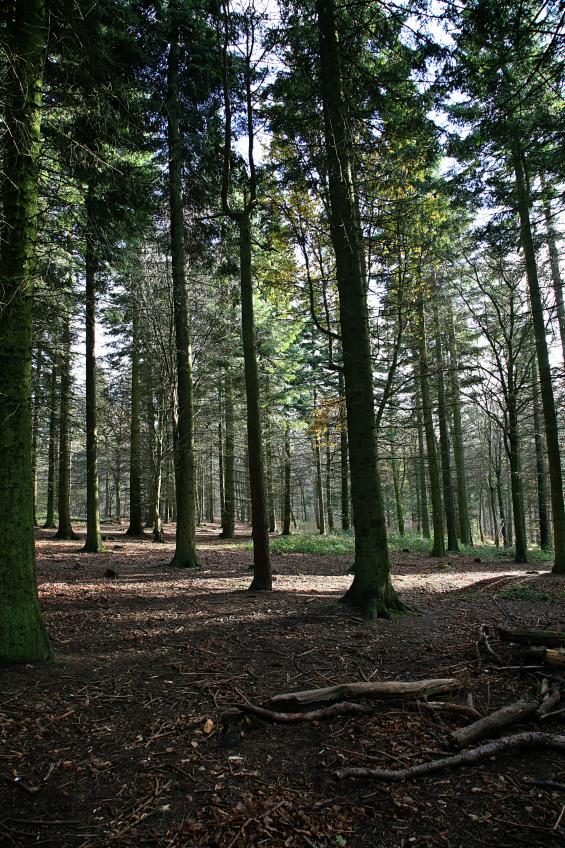 20071201-121424.jpg - Trees
