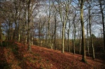 Beech trees