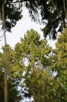 Fir cones on conifers