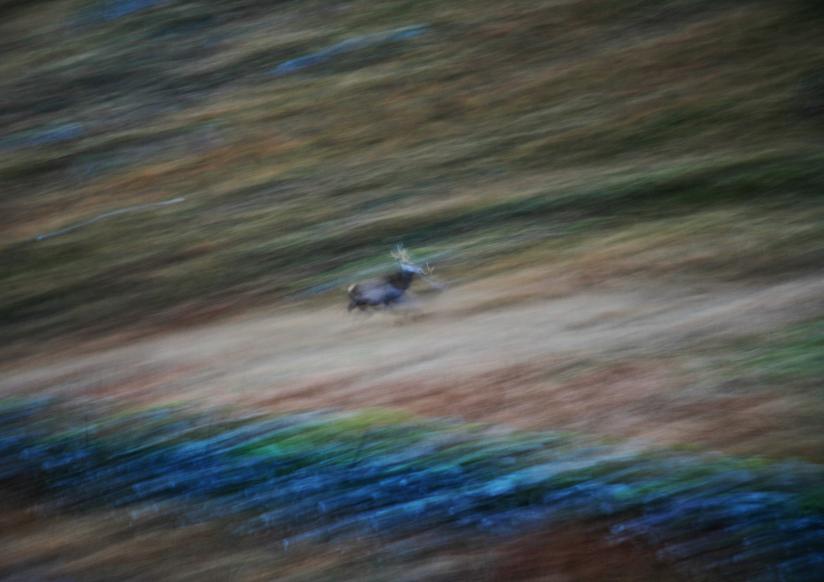 20080104-085812.jpg - Running stag