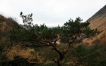 Pine