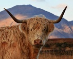Shaggy cow