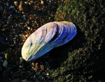 Mussel shell