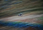Running stag