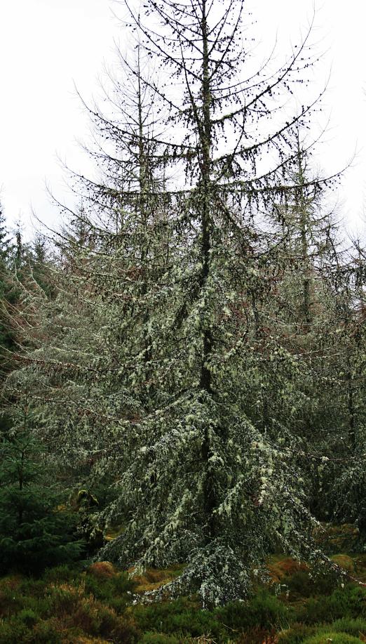 20080126-103302.jpg - Mossy larch