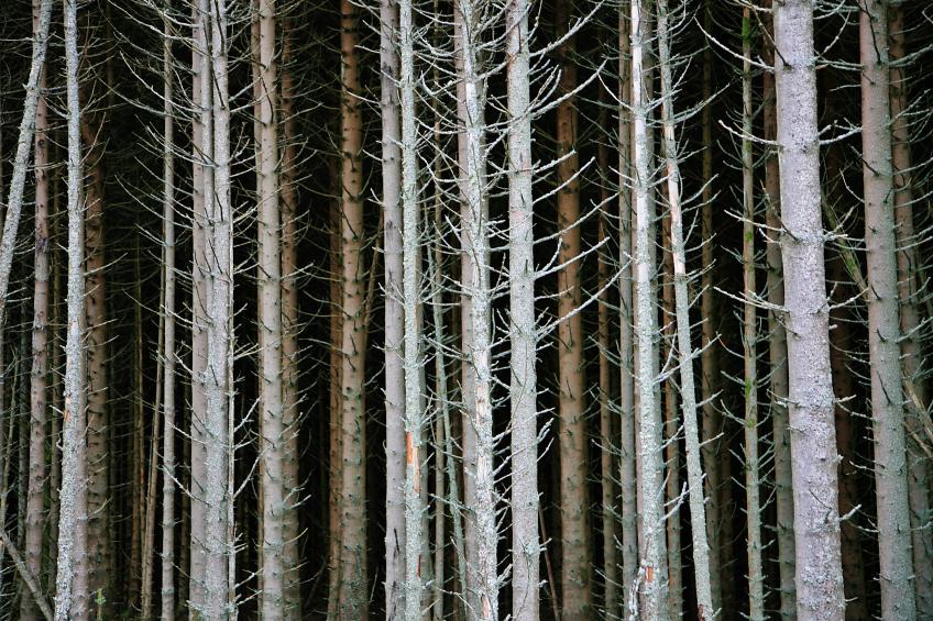 20080126-131526.jpg - Trunks (2)