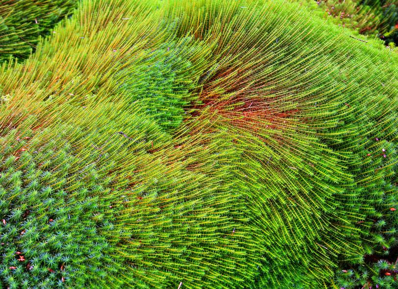 20080126-133424.jpg - Moss