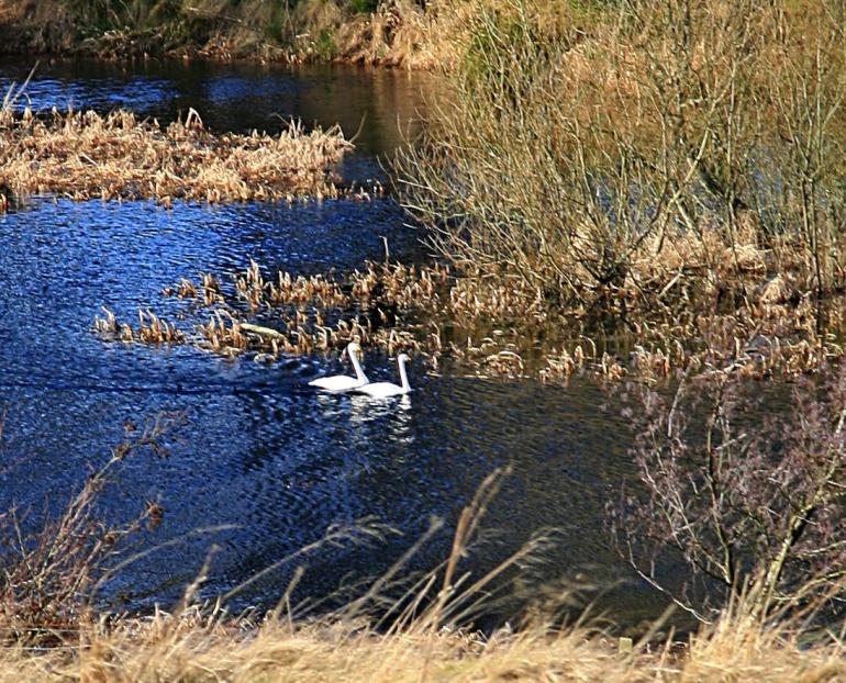 20080127-135948b.jpg - Swans