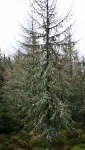 Mossy larch