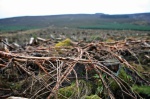 Felled trees