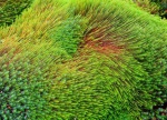 Moss
