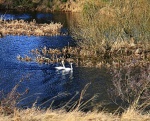 Swans