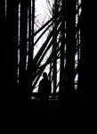 Silhouettes
