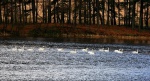 More swans