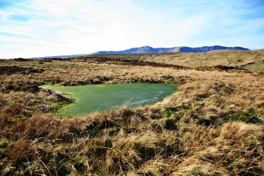 20080209-132018.jpg - Boggy pool