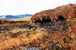 Peat