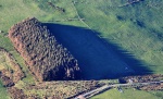 Trees with spiky shadows