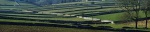 Fields